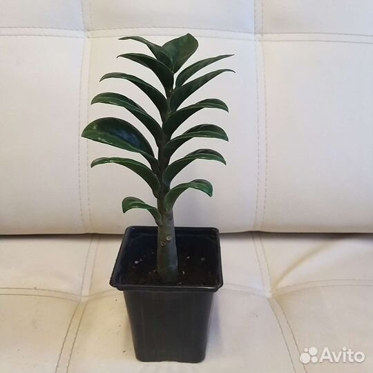 Замиокулькас жук