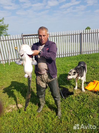 Троллинг по Которосли