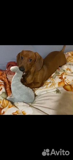 Щенок такса