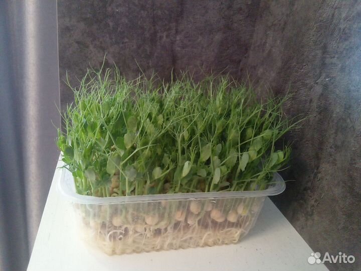 Микрозелень горошек
