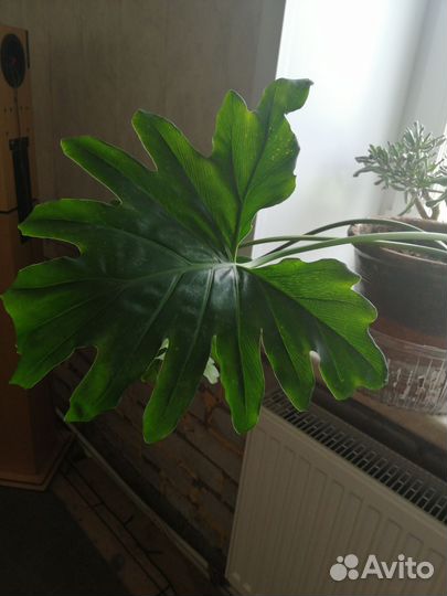 Филодендрон