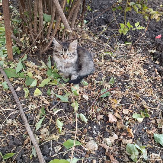 Отдам в добрые руки кошечку 3 месяца