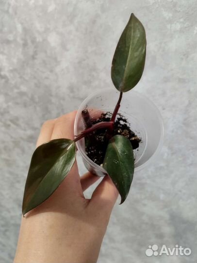 Филодендрон карамель марбл вар