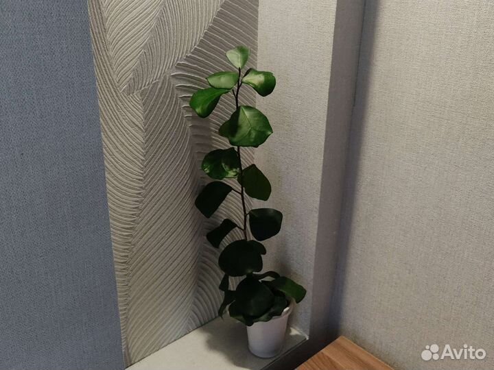 Фикус треугольный зелёный