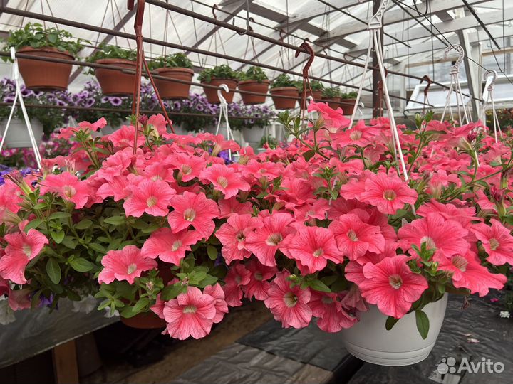 Ампельная петуния в кашпо