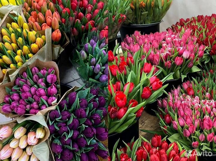 Тюльпаны опт разные цвета