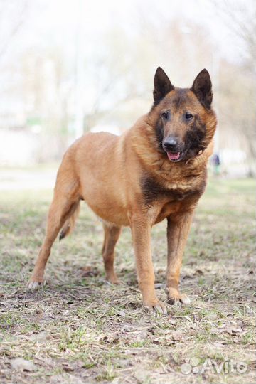 Малинуа в добрые руки