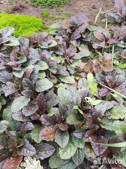 Многолетники- почвопокровники