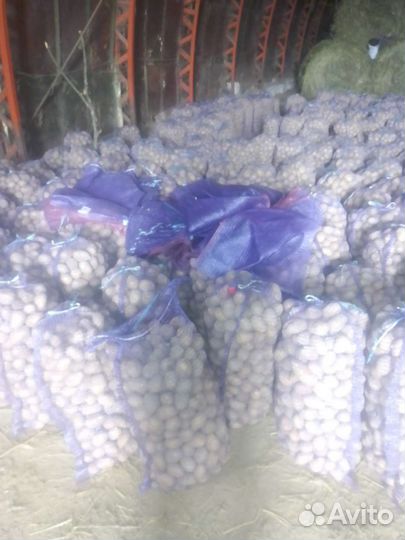 Картофель крупный с места, и с доставкой