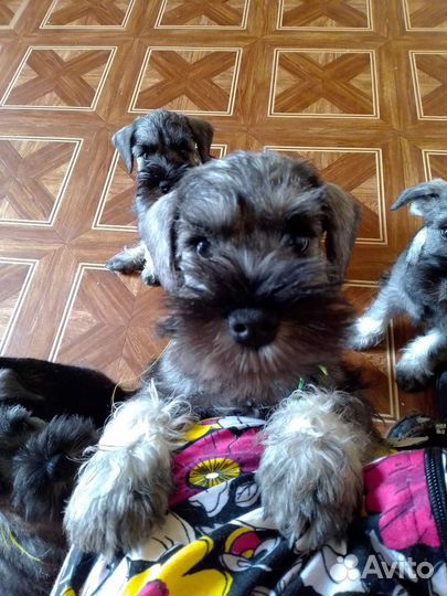 Цвергшнауцер мальчики