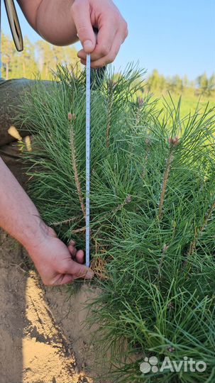 Сеянцы ели европейской окс