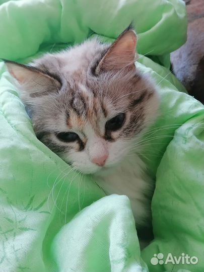 Кошка в дар