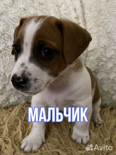 Джек Рассел терьер