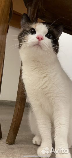 Кошечка Снежинка ищет новый дом