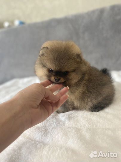 Померанский шпиц