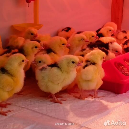 Инкубационное яйцо чёрно пестрый австролоп