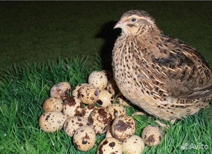 Инкубационое яицо перепелов