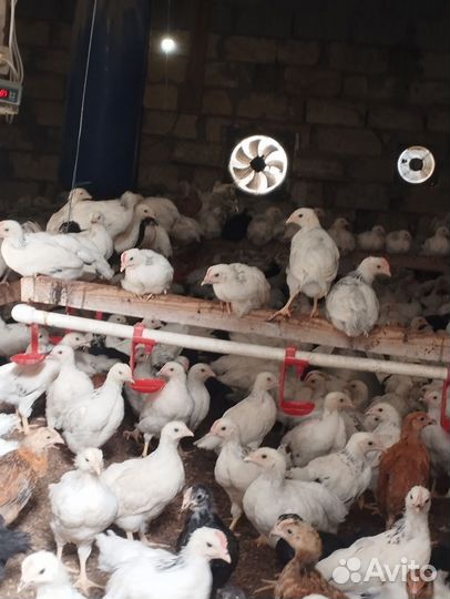 Цыплята серебро