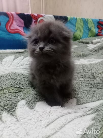 Шотландские котята