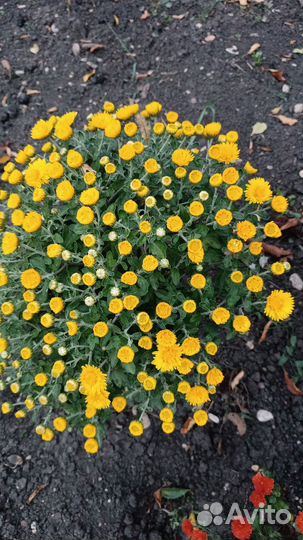 Хризантемы мультифлора