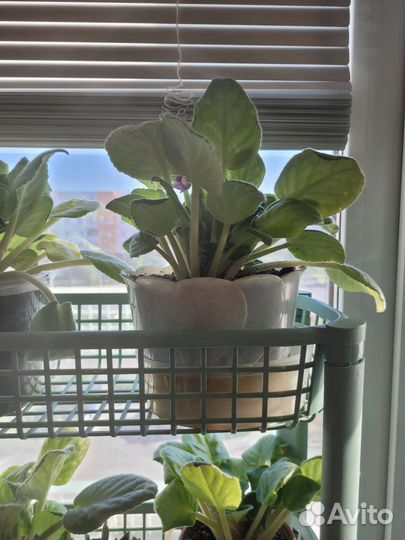 Цветущие фиалки