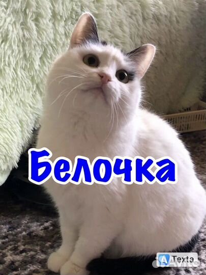 Кошки