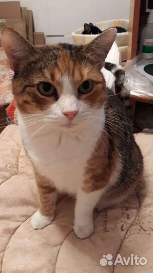 Кошки в добрые руки бесплатно