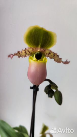 Орхидеи башмачки пафиопедилум Пиноккио цветущие