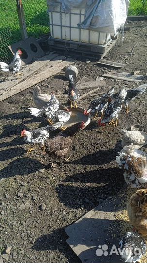 Куры петухи