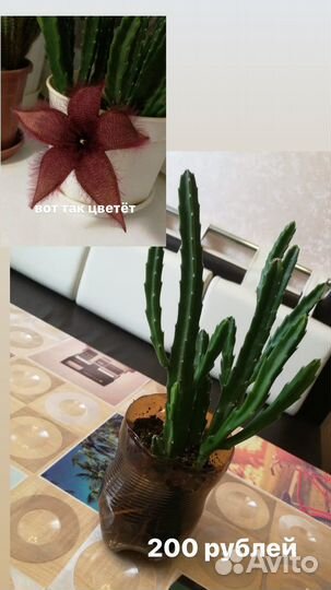 Комнатные растения цветы