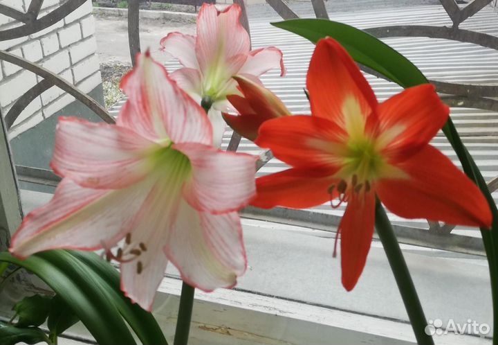 Гиппеаструм, амариллис