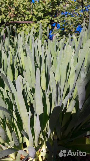 Щавель рассада, лук-слизун, лук-батун