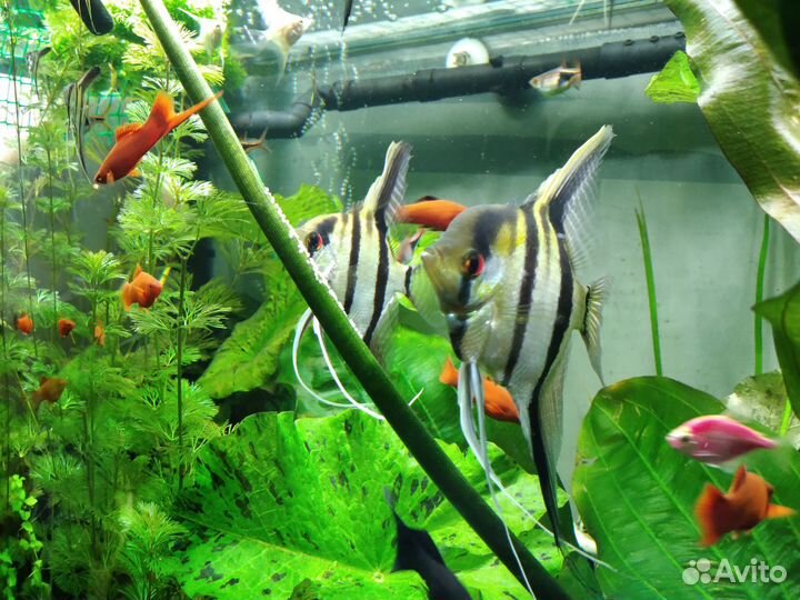 Аквариумные рыбки