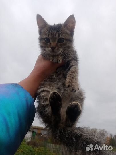 Котики бесплатно