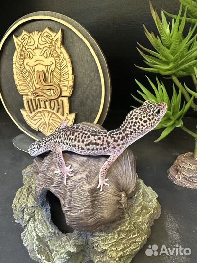 Пятнистый эублефар