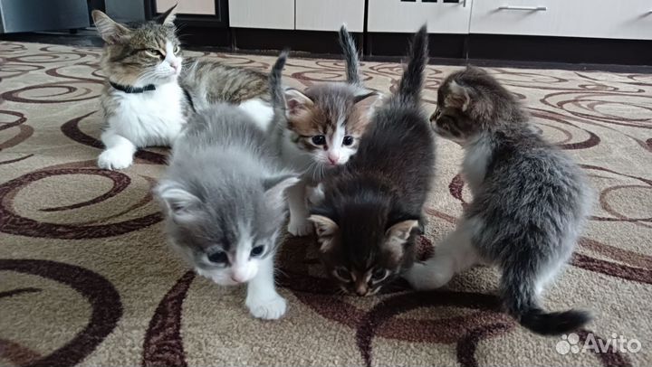Котята в добрые руки