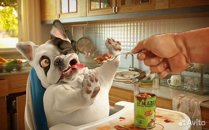 Кинолог (обучение, воспитание, коррекция собак)