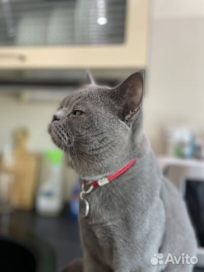 Шотландский кот вязка