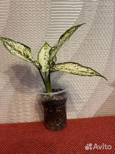 Аглаонема ферст даймонд детки