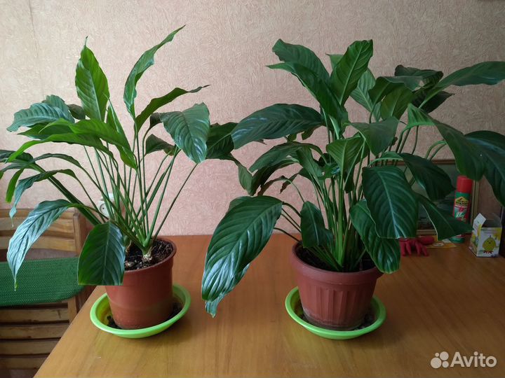 Спатифиллум(2 шт)