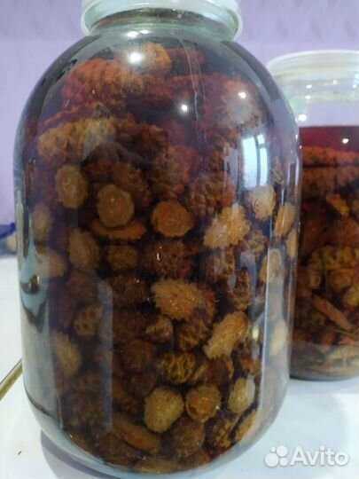 Шишки сосны зеленые