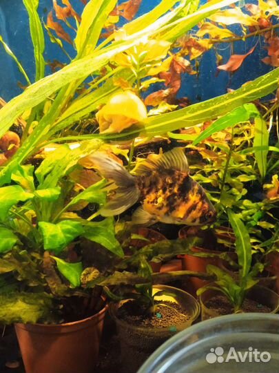 Золотая рыбка