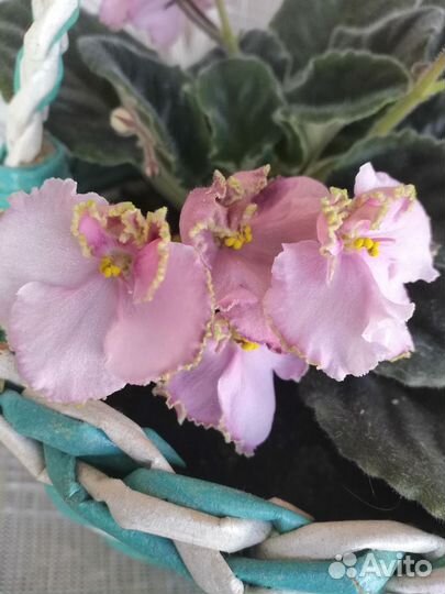 Фиалка в корзинке (постоянно цветёт)