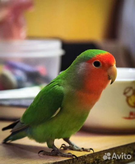 Неразлучник