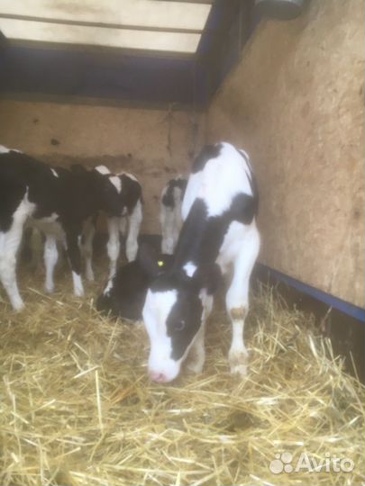 Бычки и быки