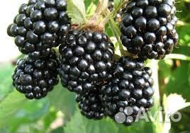 Саженцы Ежевика