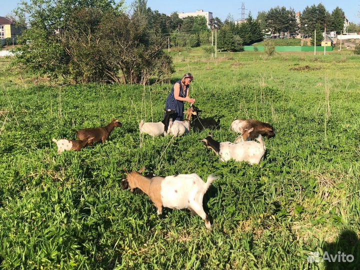 Камерунские козы, козлята