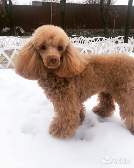 Той-пудель девочка(вязка)