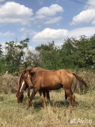 Арабские лошади