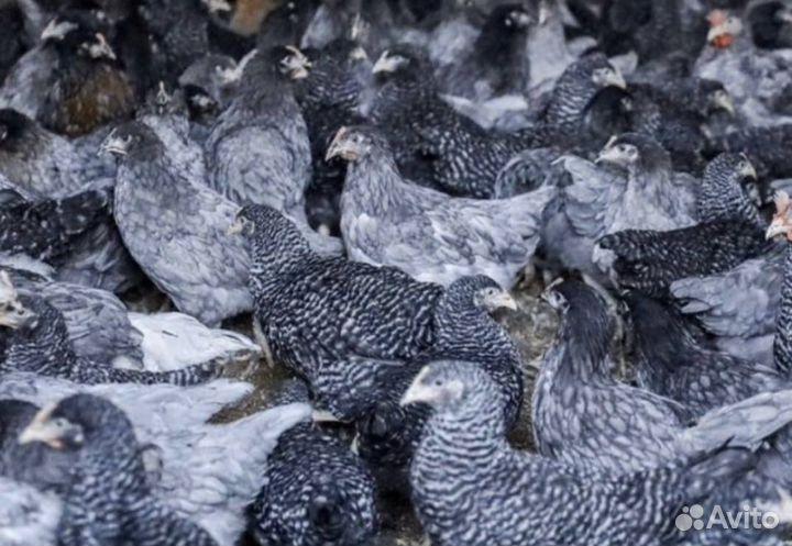 Куры несушки Чешский доминант молодка